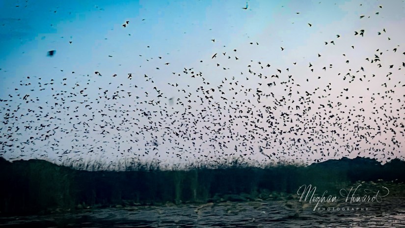 Large flock of purple martins swirling in the evening sky above Nimisila Reservoir, with reeds and water in the foreground.