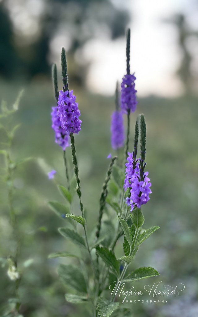 Close-up of purple hoary vervain flowers blooming along a green field, with a soft-focus background.