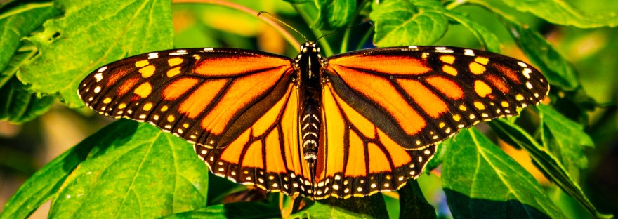 Monarch butterfly with wings fully open, resting on green leaves in Cleveland, Ohio during fall migration.