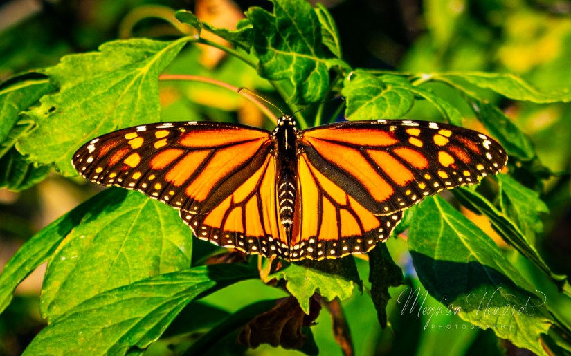 Monarch butterfly with wings fully open, resting on green leaves in Cleveland, Ohio during fall migration.