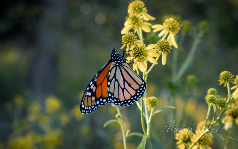 Monarch butterfly feeding on yellow wildflowers during fall migration in Cleveland, Ohio.