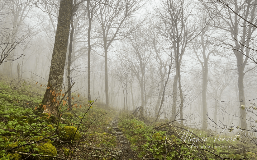 A misty forest trail lined with moss and early spring leaves, symbolizing stillness, balance, and natural calm.