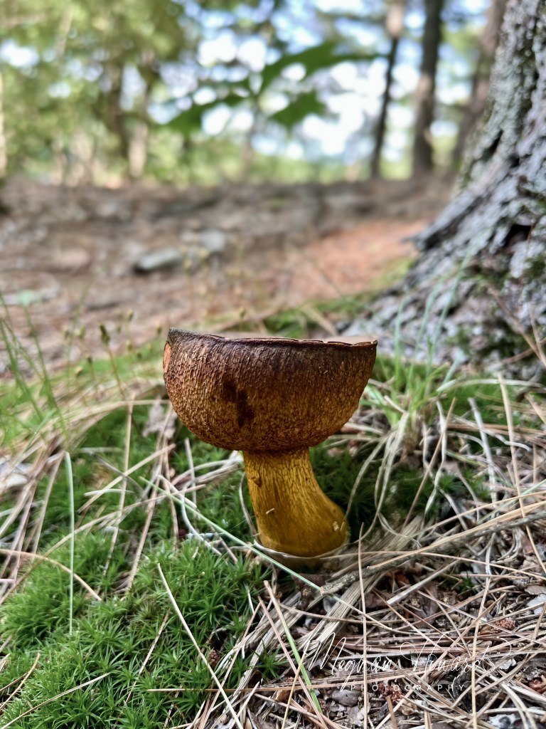 Inverted bolete mushroom with brown cap growing among pine needles and moss on the forest floor at Mirror Lake State Park in Wisconsin