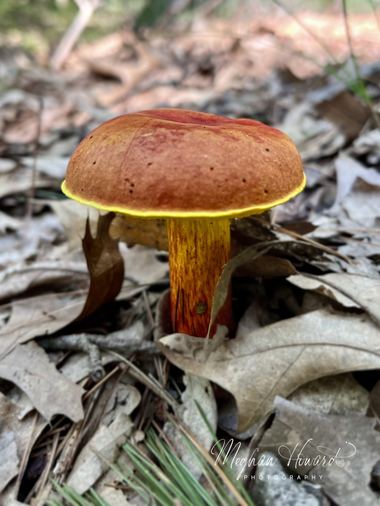 Close-up of a red and yellow bolete mushroom growing among oak leaves and pine needles on the forest floor at Mirror Lake State Park