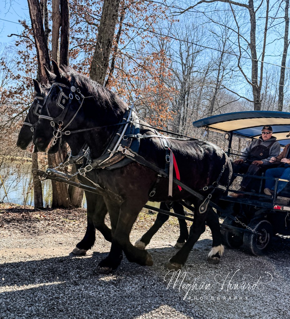 Large black draft horses pulling a wagon ride at Malabar Farm State Park maple syrup festival in Ohio