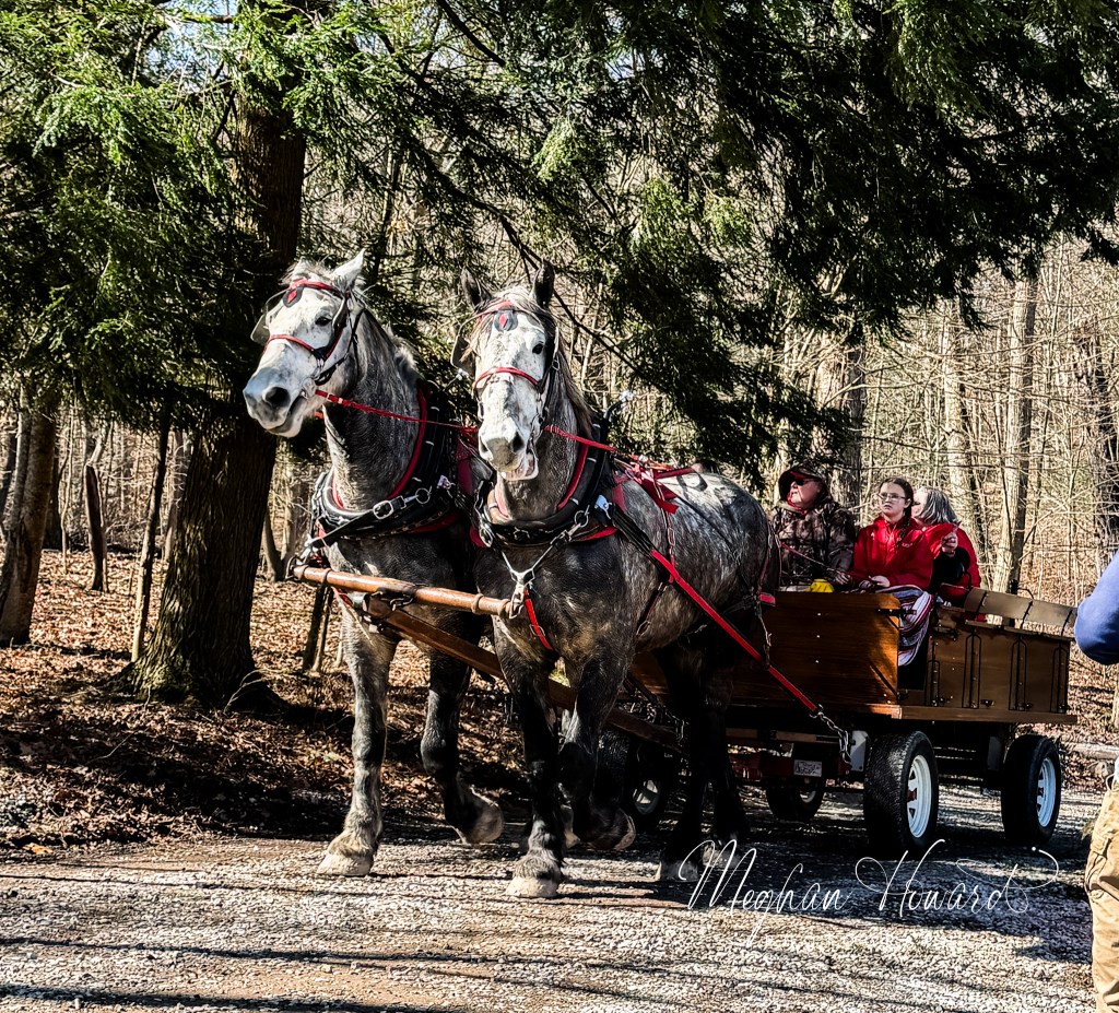 Gray draft horses pulling a wooden wagon through the woods at Malabar Farm maple syrup festival