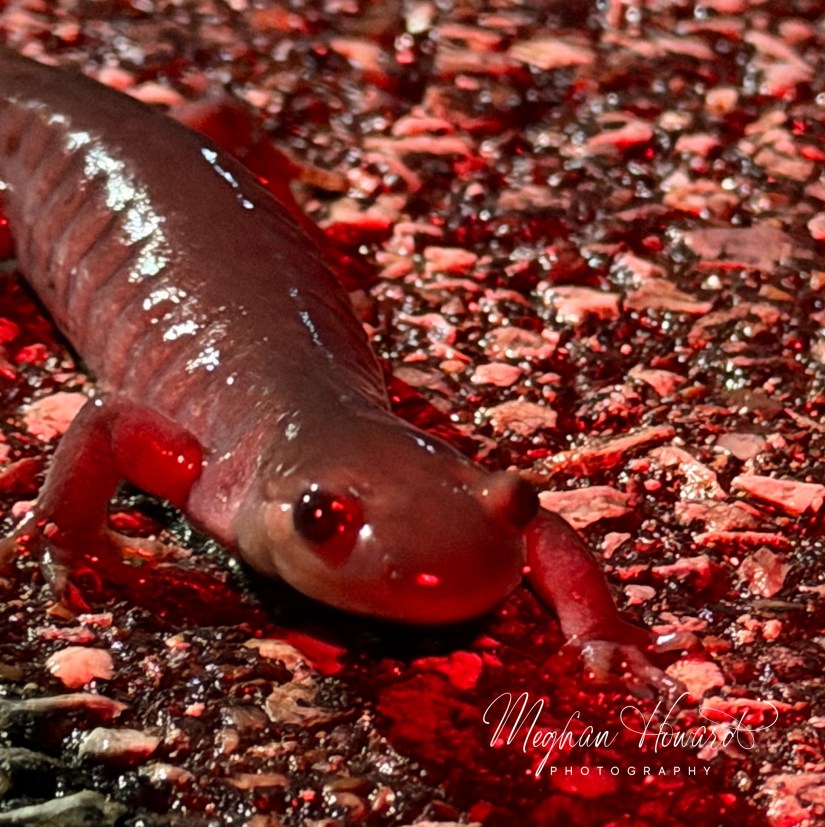 Jefferson salamander crossing a wet road during spring migration in Brecksville Reservation Ohio