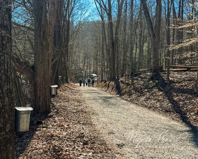 Maple trees with sap buckets along the Sugar Bush trail at Malabar Farm State Park during maple syrup season in Ohio