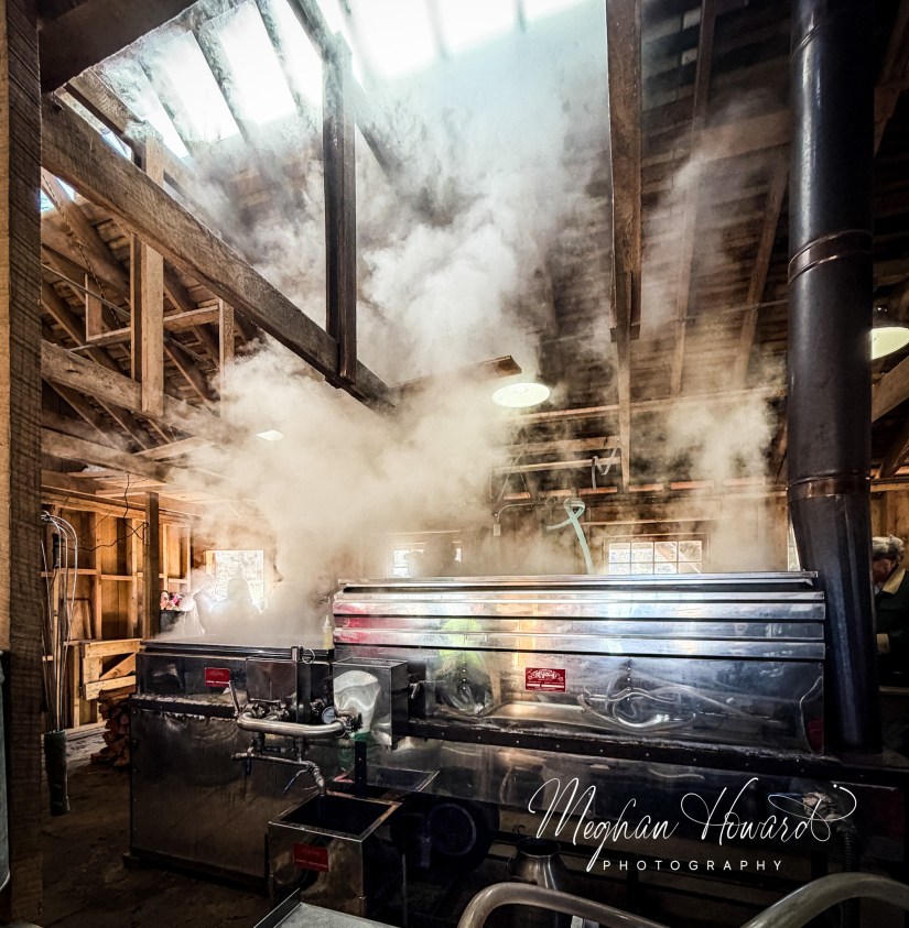 Steam rising from maple sap evaporator inside the sugar shack at Malabar Farm Maple Syrup Festival