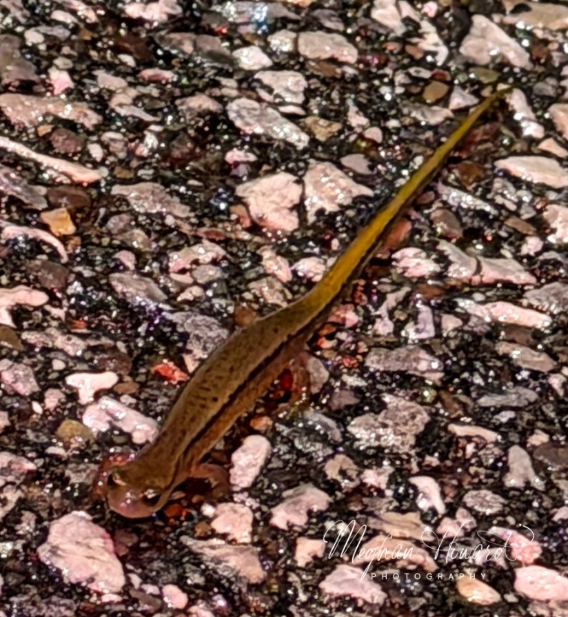 Northern two-lined salamander crossing road during spring amphibian migration in Brecksville Reservation