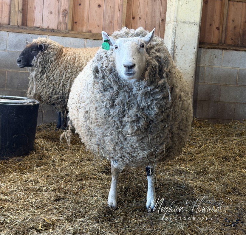 Curious sheep standing inside the barn at Malabar Farm during maple syrup festival