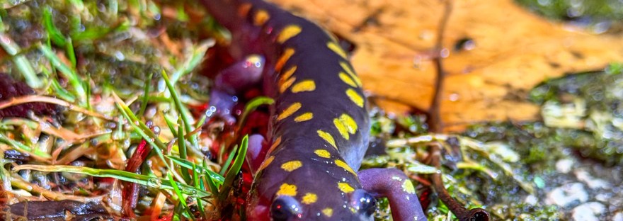 Spotted salamander with yellow spots during nighttime spring migration in Brecksville Reservation Ohio