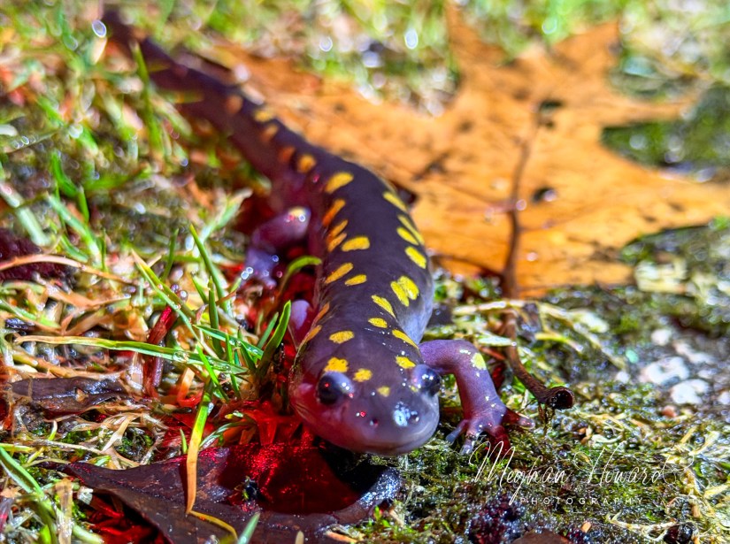 Spotted salamander with yellow spots during nighttime spring migration in Brecksville Reservation Ohio